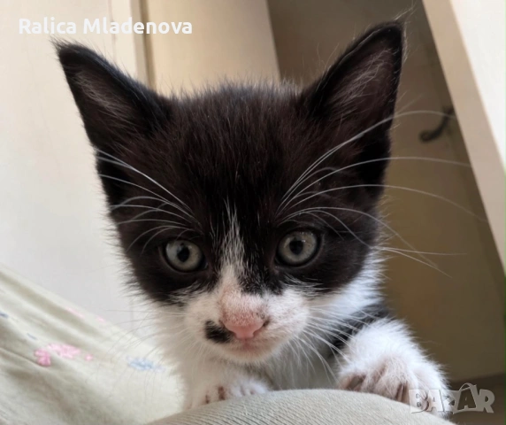 Подарявам котенца, снимка 4 - Други - 54893197