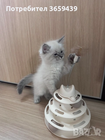 Невска маскарадна котка , снимка 2 - Други - 55002921