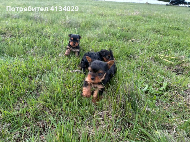 Мини и стандартни Йорки мъжки  родени на 1.03.26 и 3.03.26г