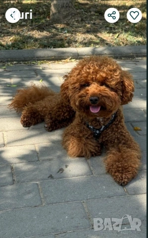 Мъжки Мини Пудел за разплод , снимка 4 - Търси партньор - 54237160