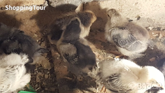 пилета Брами различни разцветки, снимка 8 - Кокошки и пуйки - 54263261