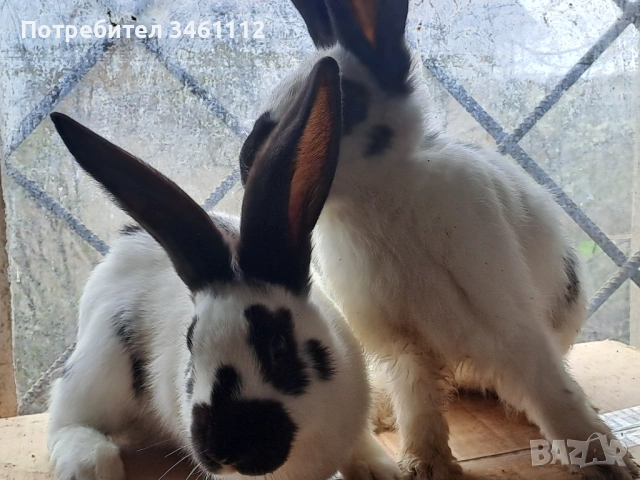 Продавам зайци на различна възраст , снимка 2 - Други - 54130692