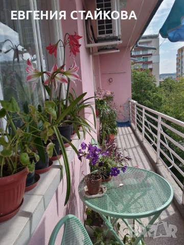 🌺 Цъфтящи амарилиси (хипеаструми) – готови да разкрасят дома ти! 🌺 Безплатна доставка над 6 бр., снимка 8 - Стайни растения - 36481425