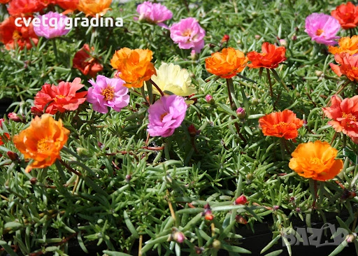 Portulaca (Калдаръмче), снимка 3 - Градински цветя и растения - 54516534
