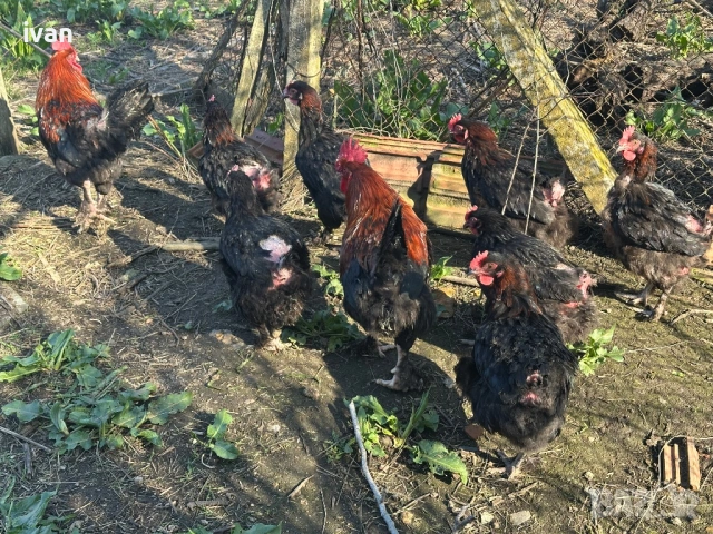 Кокошки черен Мед Маран  