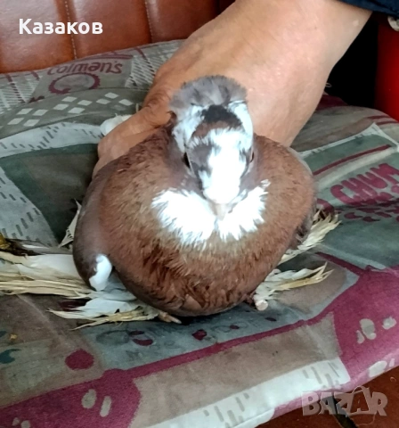 Продавам Узбекски