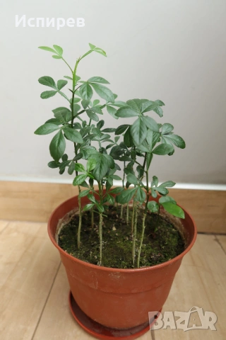 Трилистен лимон, Poncirus trifoliata, 1-год. фиданки, 9 бр. в общ съд