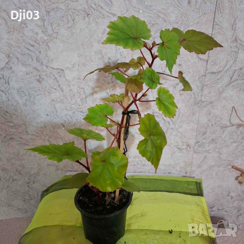 Бегония Grandis, снимка 5 - Стайни растения - 54974780