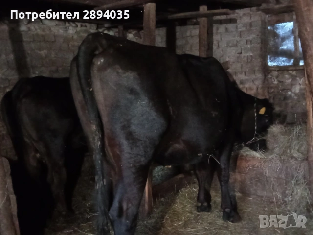 крави за кланее, снимка 5 - Крави - 55142320