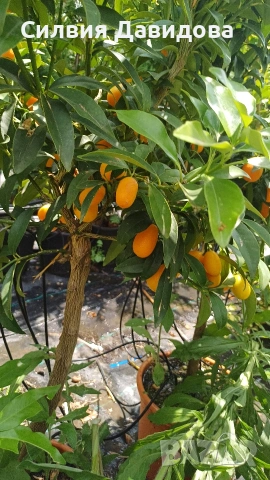  Кумкуат Arancio Citus Sinensis, снимка 4 - Градински цветя и растения - 51814230