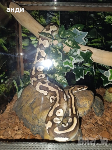 мъжки кралски питон Mojave orange dream 