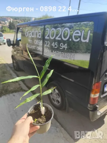 Джинджифил – разсад (Zingiber officinale), снимка 5 - Разсади - 55590966