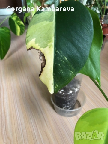 Monstera Marmorata Tricolor , снимка 3 - Стайни растения - 54894918