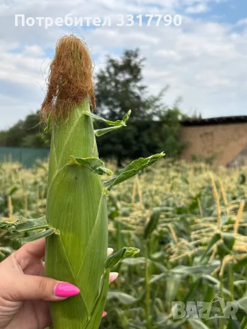 🌽Сладка Царевица OVERLAND 🌽, снимка 4 - Други - 55667446