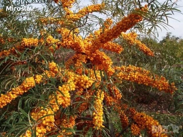 Облепиха (Hippophae)