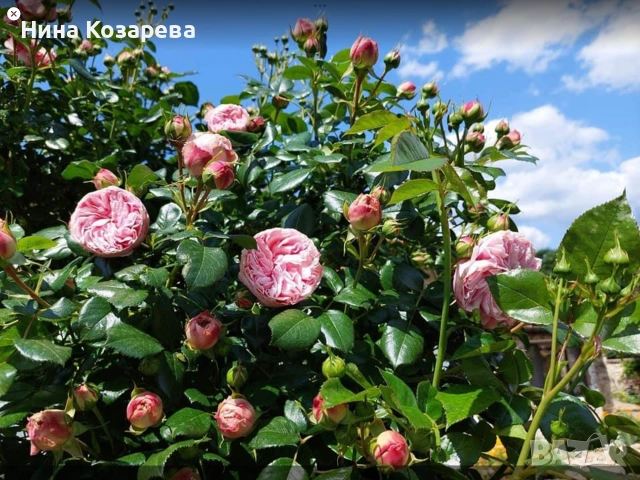 Собственик отдава къща с 4 спални, снимка 10 - Стаи под наем - 55042694