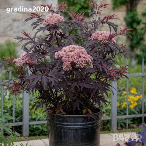 Черен Бъз - Ева (Sambucus nigra 'Eva' BLACK LACE) Приемаме поръчки за юли месец 