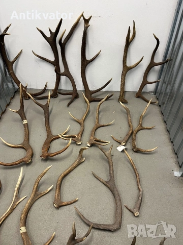 Рога от елен и сръндак, снимка 5 - Други - 50470006