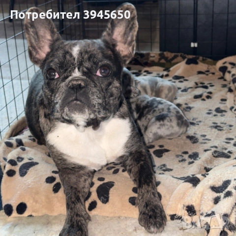 Женски френски булдог 