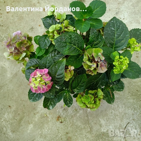 хортензия за сянка 