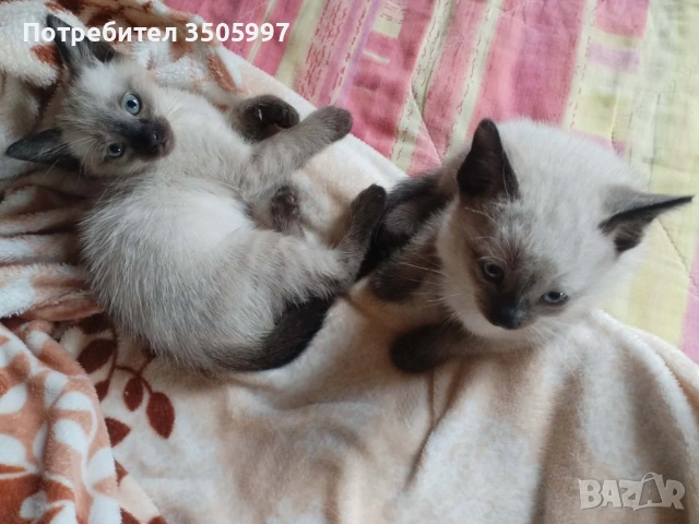 Сиамски котенца, снимка 4 - Сиамска - 54651323