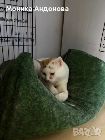 Сляпо мъжко коте си търси дом, снимка 2 - Други - 55275953