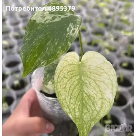 Добре вкоренена "Monstera Mint", снимка 2 - Стайни растения - 55395564