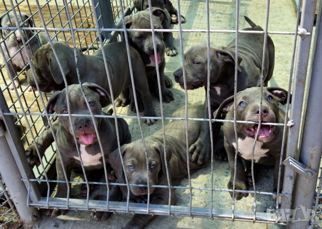 ТОП Американско були хл American bully xl ABKC, снимка 7 - Други - 55134203