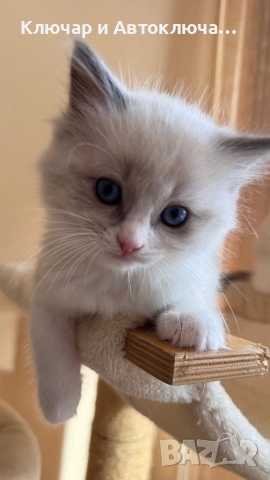 Регдол чистокръвни котета / Ragdoll, снимка 2 - Други - 55252802