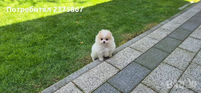 мъжки и женски померанчета,померан