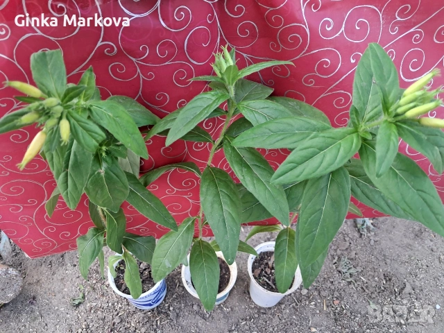 Жълта Енотера - 0,80 цента, снимка 4 - Градински цветя и растения - 54338180