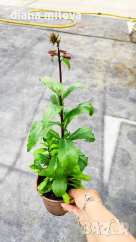 Лобелия Скарлет, Lobelia speciosa Starship Scarlet, студоустойчива и многогодишна, снимка 9 - Градински цветя и растения - 54724808