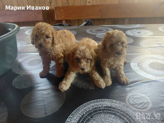 Пуделчета мини, две момичета и едно момче, снимка 3 - Пудели - 55147899