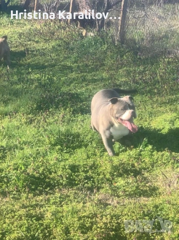 Американско були 