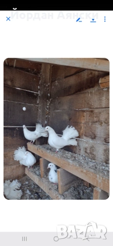Разпродажба на паунести гълъби, снимка 2 - Гълъби - 54014584