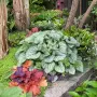 Brunnera Silver Heart-Брунера сребърно сърце, снимка 2