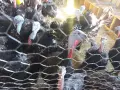 Продавам домашно отглеждани пуйки , снимка 2