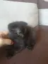 Шотландско клепоухо момче, снимка 3