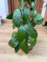Hoya Хоя Parasitica Gps 206, снимка 2