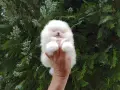 Бели мини Померани. Реални снимки !!! , снимка 1