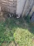 Малки неми патета, снимка 2