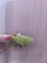 Гигантски африкански , снимка 1