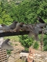 Зеброви амадини - финки, снимка 9