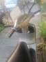 Продавам Piaggio Vespa ET4, снимка 8
