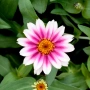 Zinnia angustifolia / Циния нискостеблена, снимка 5