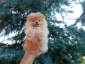 Женски Померан., снимка 1