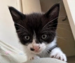 Подарявам котенца, снимка 4