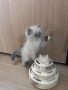 Невска маскарадна котка , снимка 2