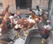 Продавам Кокошки и петли, снимка 3