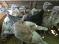 Продавам пуйки  на 6м., снимка 6